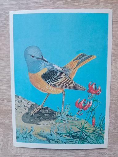 Егоров 1984 чистая