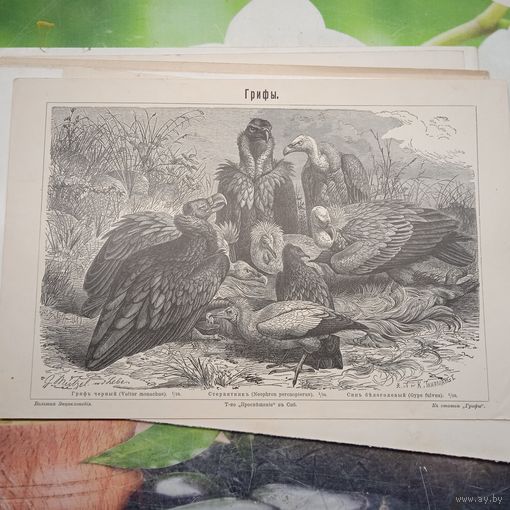 .	 ГРИФЫ. Энциклопедическая гравюра конец 19в. Спб.  24х16см.