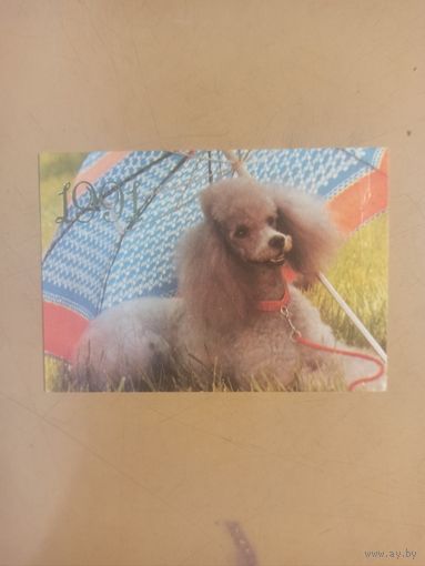 Календарь 1991 Пудель