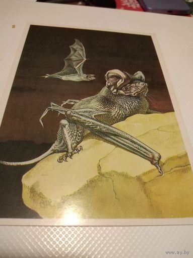 Открытка. Широкоухий складчатогуб. Художник. В. Горбатов. 1985г.