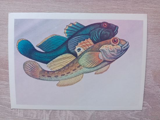 Левиновский 1983 не подписана