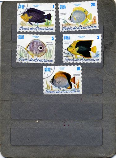 КУБА, 1985,  МОЛЛЮСКИ,   6м гашен