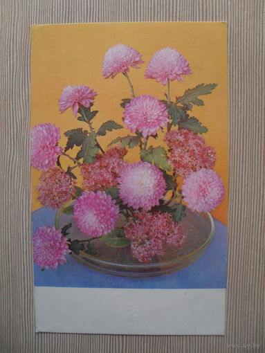ПОДПИСАННАЯ ОТКРЫТКА .СССР. 1968 год. ХРИЗАНТЕМЫ. фото. Е. ИГНАТОВИЧ