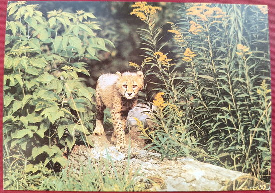Гепард-котёнок. Чистая. 1989 года. Фото Назарова. 2026.