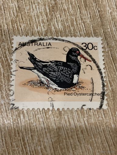 Австралия. Птицы. Pied Oystercatcher. Марка из серии