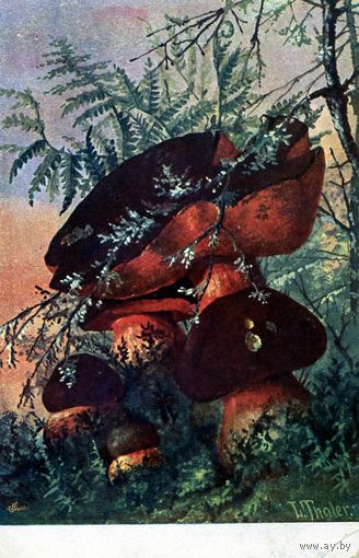 Открытка,  почтовая карточка, ДУБОВИК,  художник ТАЛЕР