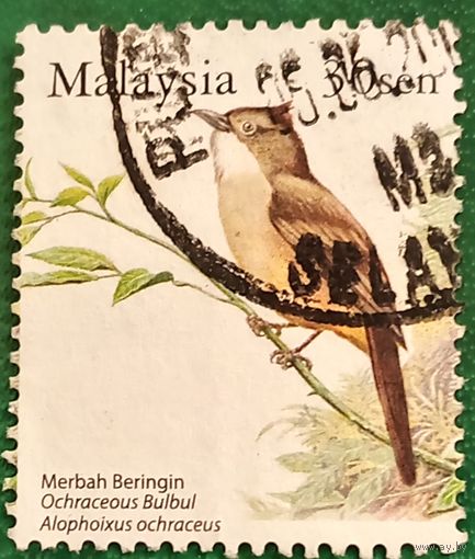 Малайзия 14 мая 2005. Бурый Манишковый Бюльбюль