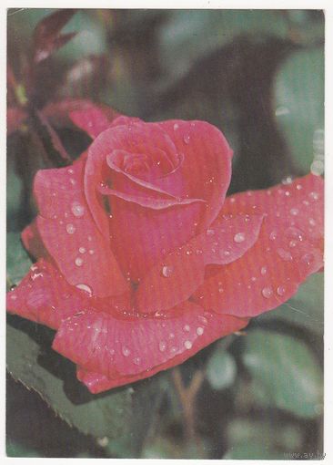 Открытка 1982 (517)