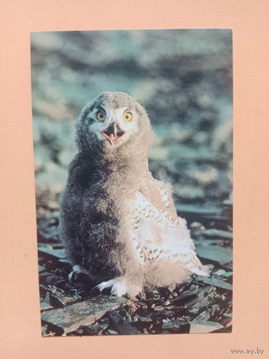 Открытка 1985