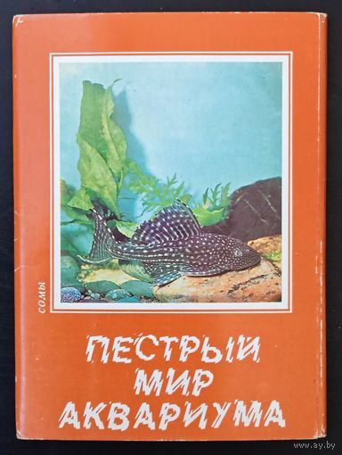 Комплект из 24 открыток (полный) Пестрый мир аквариума Сомы 1984 Выпуск 4