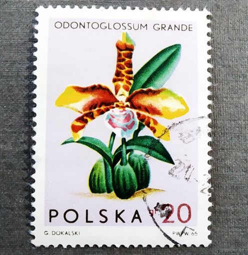 Марка Польша 1965 год Цветы