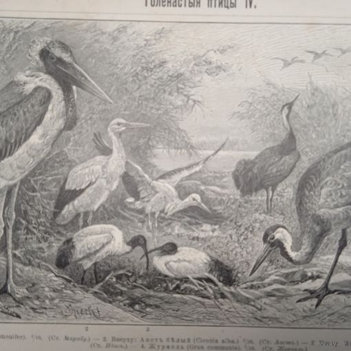 Голенастыя птицы. 3. 4.  Энциклопедическая гравюра СПБ конец 19века 24х16см.