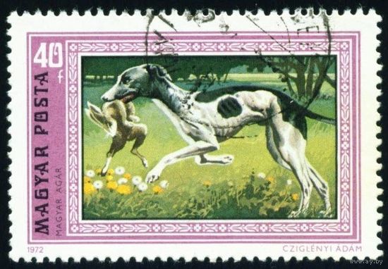 Борзые собаки Венгрия 1972 год 1 марка