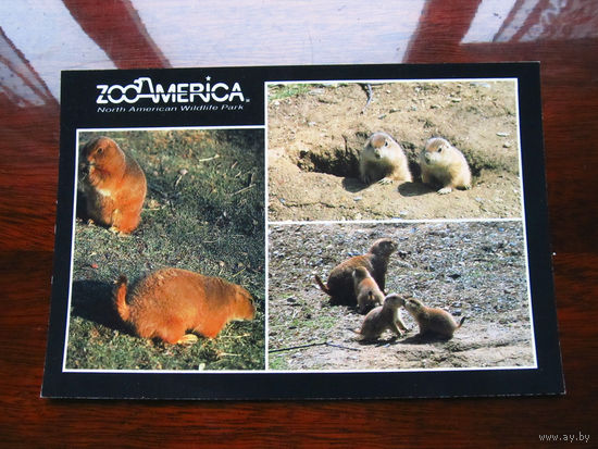 С005-3129 Открытка ZooAmerica North American Wildlife Park Hershey Pennsylvania США Конец 1990-х – начало 2000-х Подписана