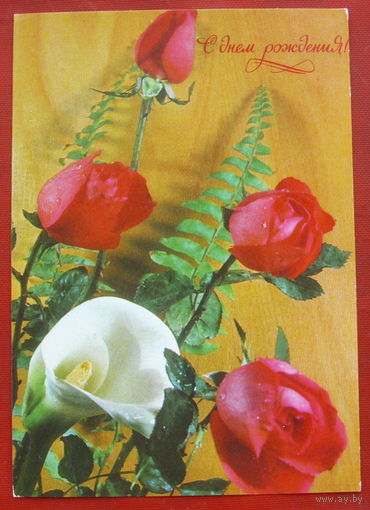С днём рождения! Чистая. 1977 года. Фото Баранникова. 1478.