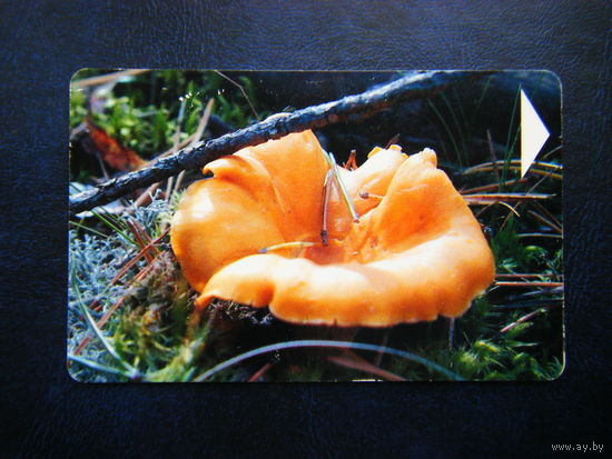 Т. карточка.