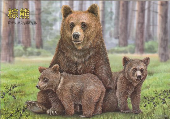 Беларусь 2024 Бурый медведь (худ. Митянин) (к5)