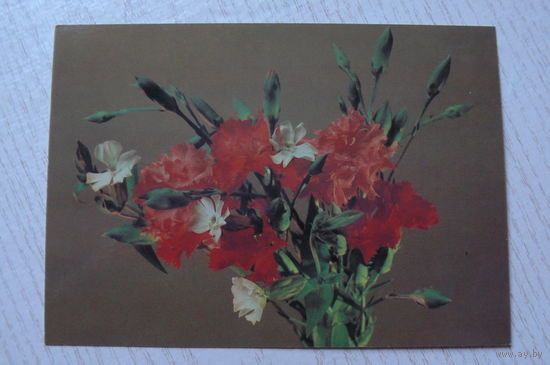 Савалов Е., Гвоздики; 1986, чистая.