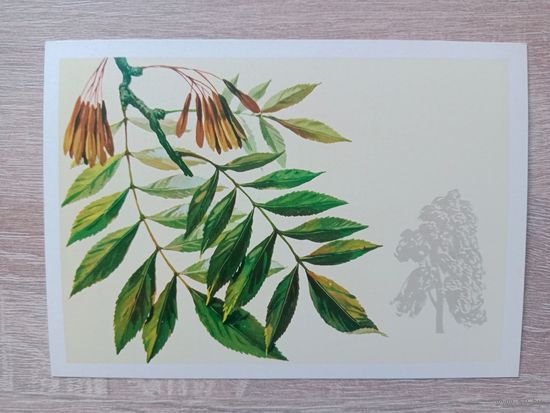 Куртенко 1979 чистая