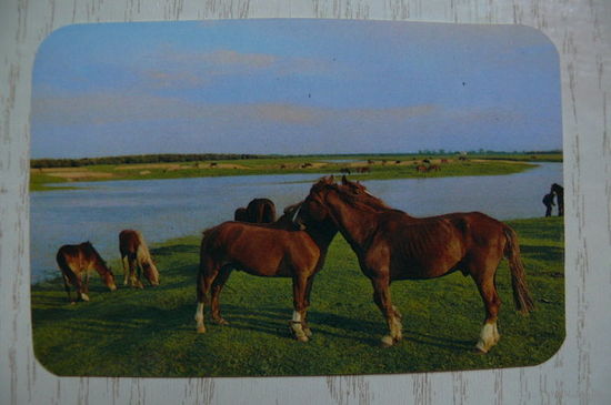Календарик, 1990, Лошади.