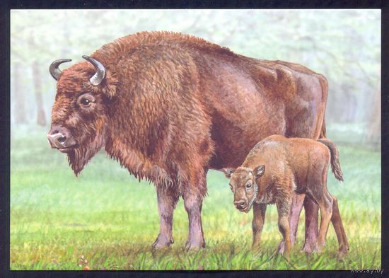 Беларусь 2024 фауна зубры