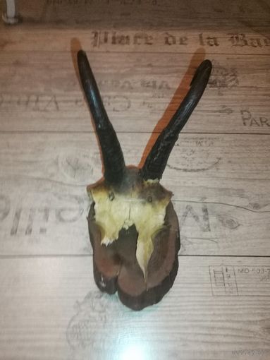 Охотничий трофей-рога серны, времён СССР.
