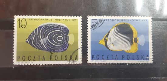 Польша. 1967 год. Фауна. Рыбы (86)