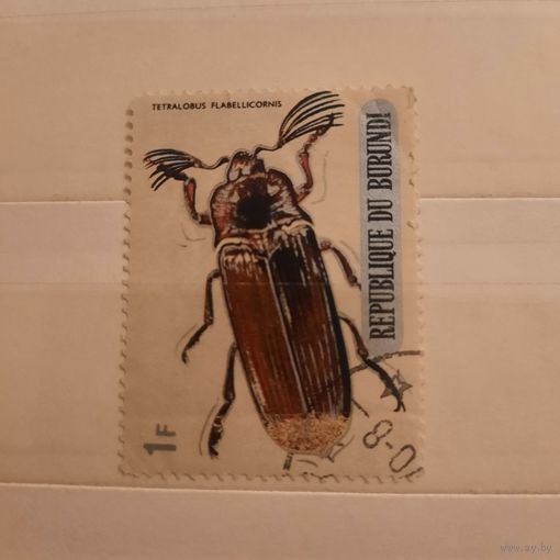 Бурунди. Фауна. Жуки. Tetralobus Flabellicornis