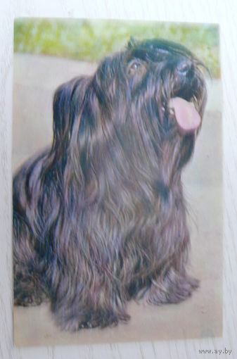 Киселева Г., Скай-терьер; 1969, чистая.