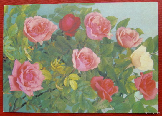 Цветы. Чистая. 1989 года. Костенко. *2.