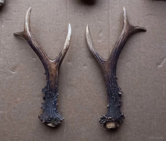 Рога косули 2 штуки