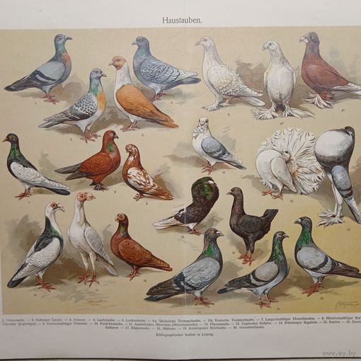 Haustauben. 19-20 век. ХРОМОЛИТОГРАФИЯ. Германия.31x24см.