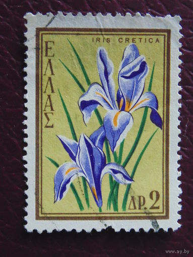Греция. Цветы.