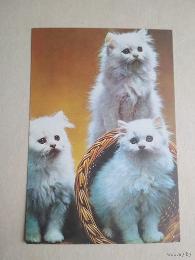 Карманный календарик.Кошки.1995 год