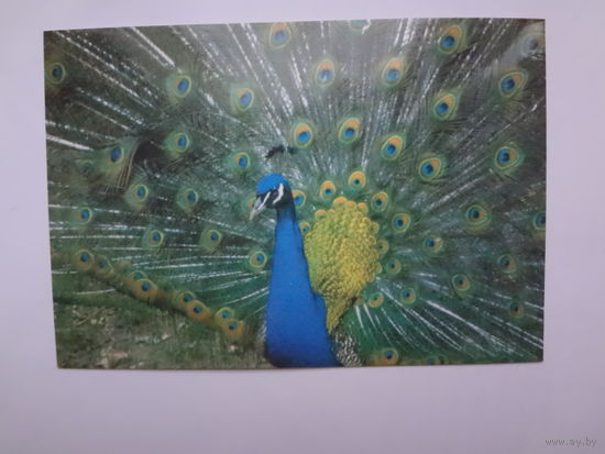 Календарик 1998 г. Павлин.