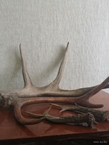 Рога.Лося.Около 2 кг.Олень.Косуля.См.фото.Описание.