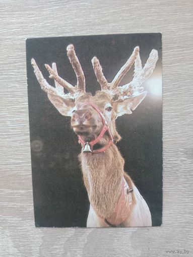 Календарик 1992-93