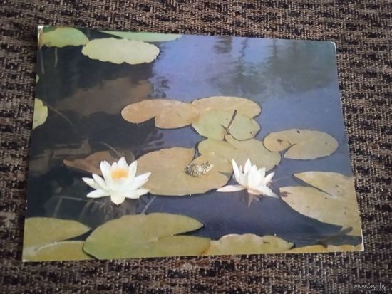 Кувшинка белая фото Евдокимова 1974г