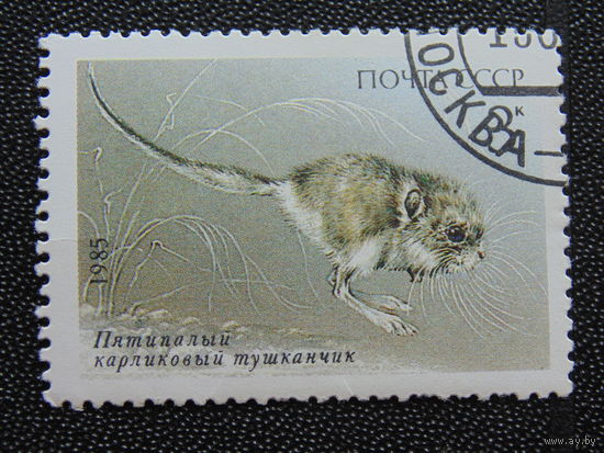 СССР 1985 г. Фауна.