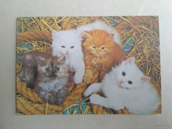 Карманный календарик.Кошки.1995 год