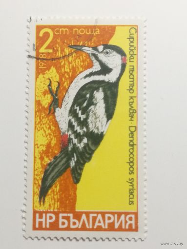 Болгария 1978. Птицы. Дятлы.