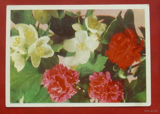 Жасмин и гвоздики. Чистая. 1978 года. Киев. Фото Круцко. 1913.