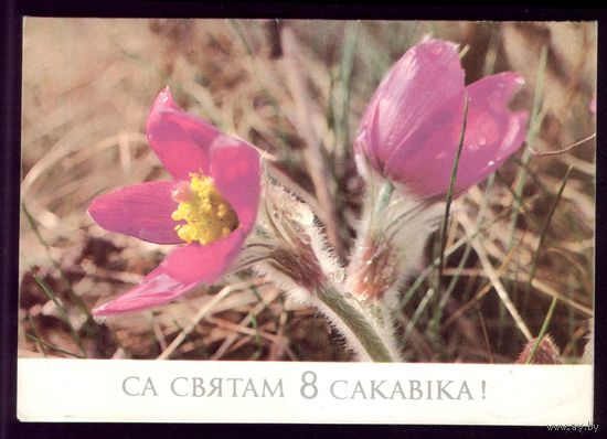 1988 год Г.Лихторович Са святам 8 сакавiка