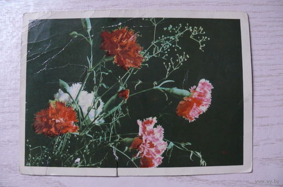 Ананьины А. и М., Гвоздика Шабо; 1969, подписана.