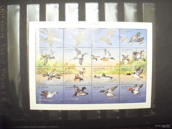 1996 Беларусь фауна утки и болотные птицы 2 малых листа + 2 блока полный комплект фауна MNH** (пр-12)