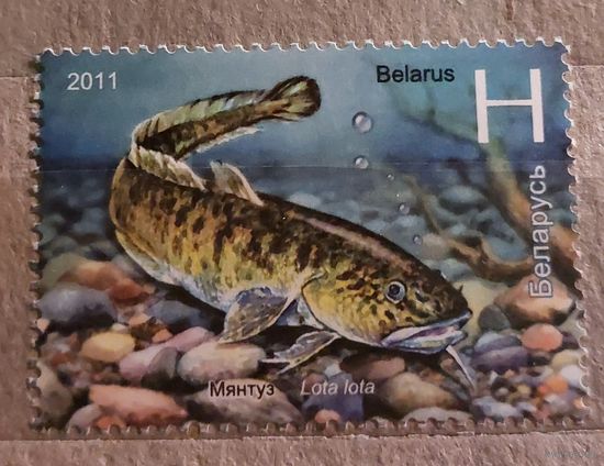 Беларусь 2011 Налим