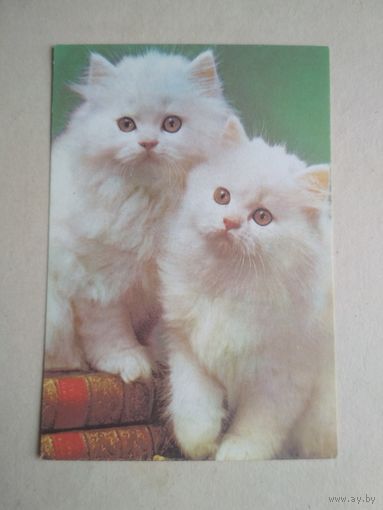 Карманный календарик.Кошки.1995 год