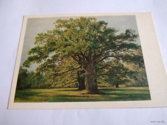 Открытка 1983г. И. Шишкин. Дубы в Старом Петергофе.