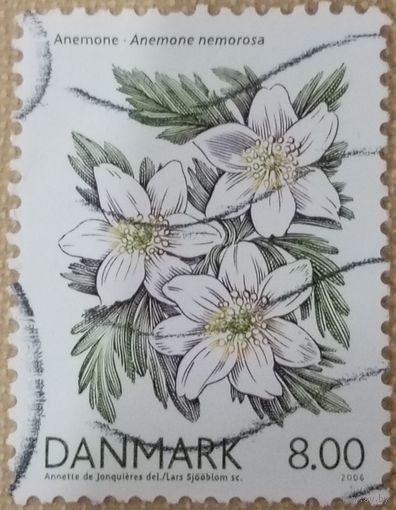 Дания 2006. Флора. Цветы. Anemone nemorosa