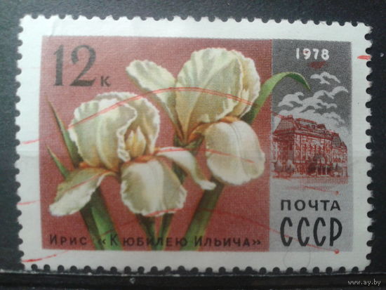 1978 Ирис концевая